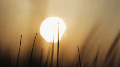 Clima hoy: comienzan a llegar las altas temperaturas a estos estados (Foto de internet)