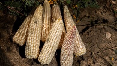 Simplifica AGRICULTURA trámites para incentivos al maíz blanco del ciclo Primavera-Verano 2025 (Foto de Gobierno de México)