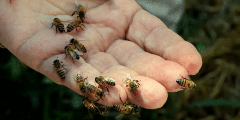 Calor dispara la presencia de enjambres en el municipio