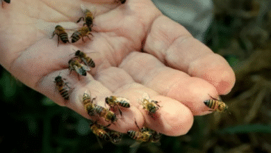 Calor dispara la presencia de enjambres en el municipio