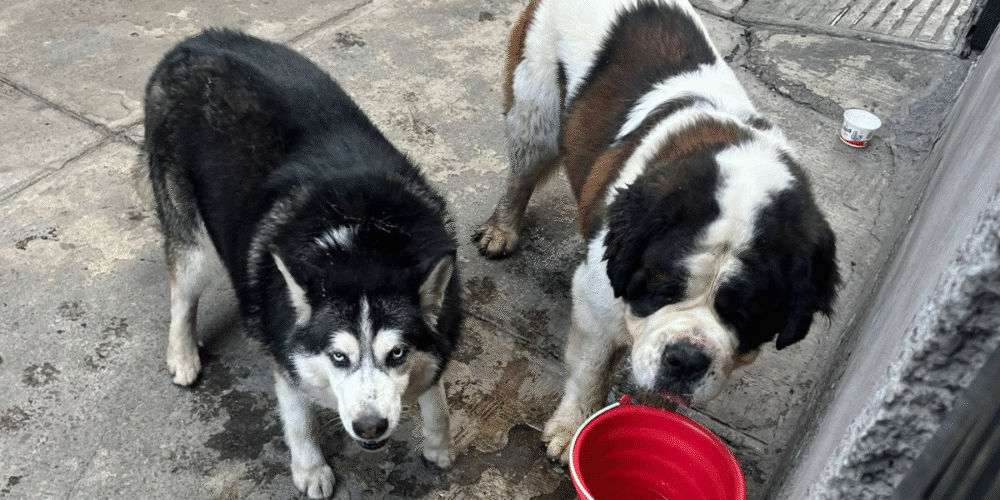Colectivos piden auxiliar a fauna callejera ante ola de calor