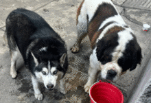 Colectivos piden auxiliar a fauna callejera ante ola de calor