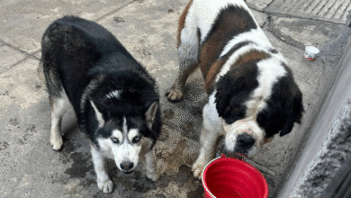 Colectivos piden auxiliar a fauna callejera ante ola de calor
