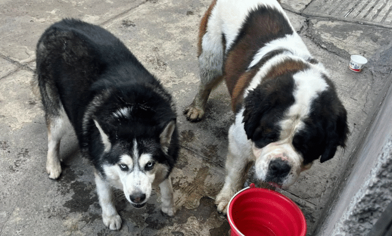 Colectivos piden auxiliar a fauna callejera ante ola de calor
