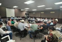 Impulsan ganadería sustentable en Tabasco