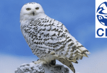 Lechuza de Harry Potter y otras 39 especies migratorias obtienen protección internacional