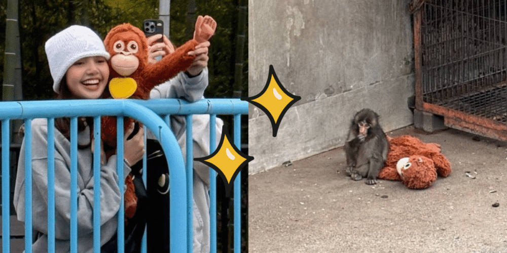 Lisa de BLACKPINK sorprende al visitar a Punch, el mono viral de internet