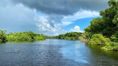 Pantanos de Centla riqueza natural y patrimonio ambiental