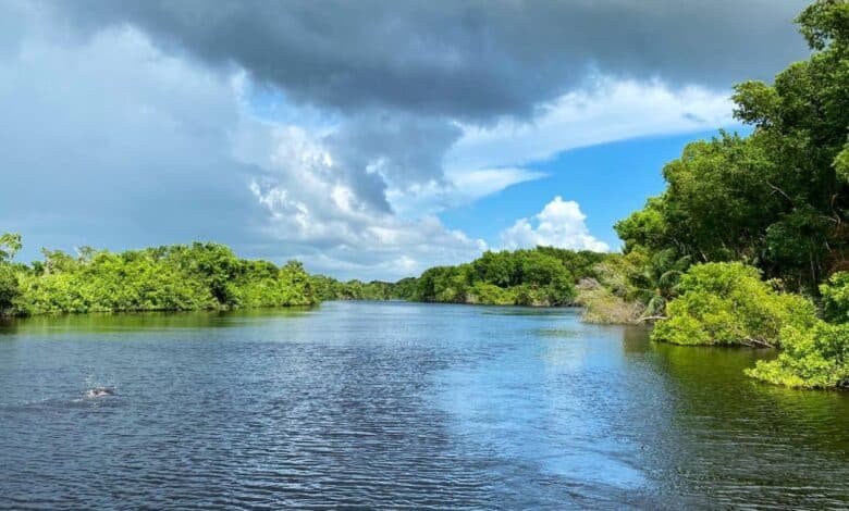 Pantanos de Centla riqueza natural y patrimonio ambiental
