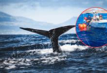 Profepa libera ballena jorobada y refuerza llamado al cuidado de fauna marina