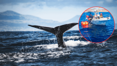 Profepa libera ballena jorobada y refuerza llamado al cuidado de fauna marina