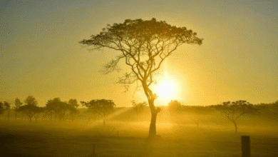 Pronostican calor extremo para Tabasco y emiten alerta por incendios