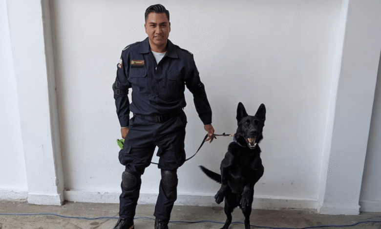 Togo, el perro rescatista que busca víctimas tras derrumbe en San Antonio Abad