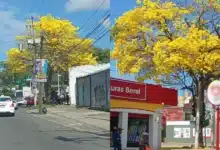 Villahermosa se pinta de amarillo con el florecimiento del Guayacán