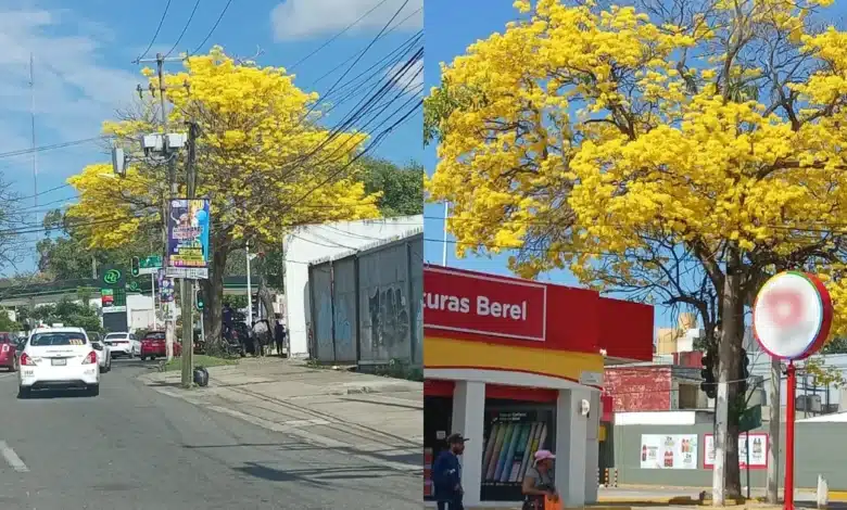 Villahermosa se pinta de amarillo con el florecimiento del Guayacán