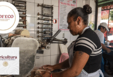 AGRICULTURA y PROFECO descartan alzas al precio de la tortilla y llaman a no atender versiones falsas sobre costos del maíz y la harina