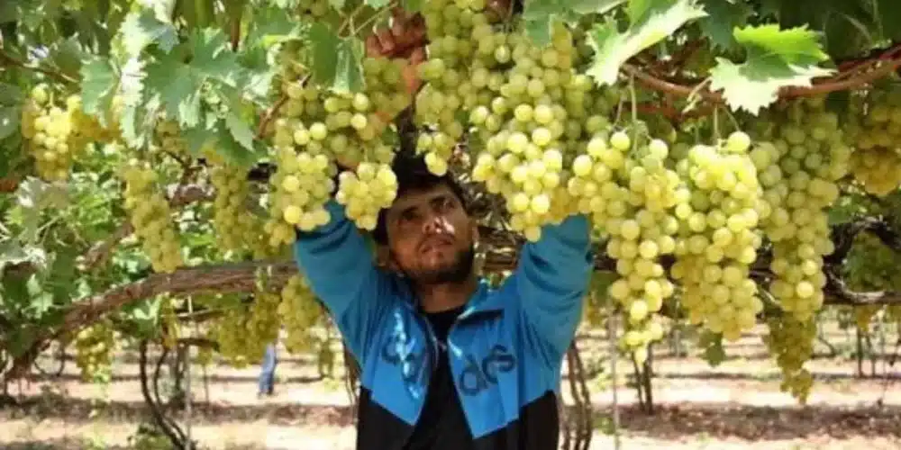 Abren vacantes para cosecha de uva en sonora