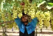 Abren vacantes para cosecha de uva en sonora