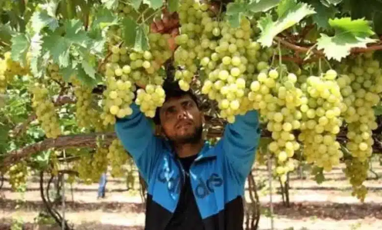 Abren vacantes para cosecha de uva en sonora