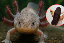 Cabello humano ayuda a salvar al ajolote en Xochimilco la innovadora técnica que limpia los canales