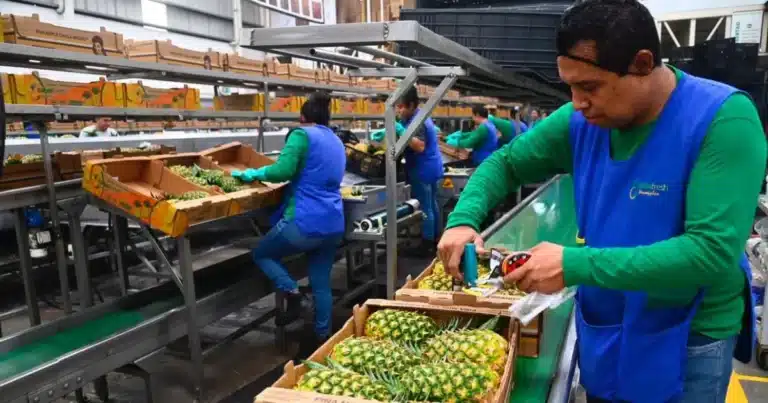 Crece el empleo en Tabasco, cifras positivas en primer trimestre