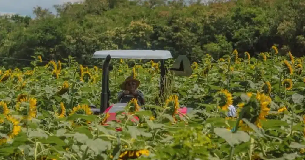 el campo que hizo brillar a tabasco; laberinto de girasoles (1)