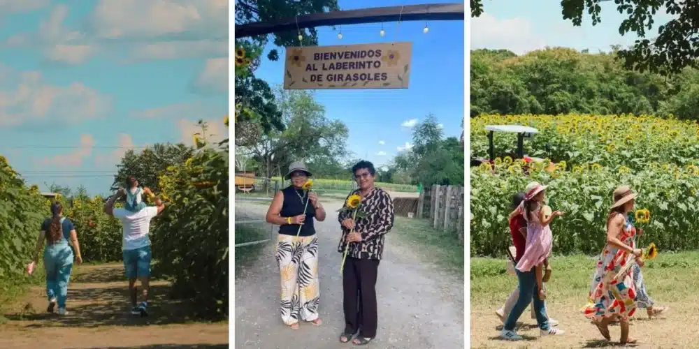 el campo que hizo brillar a tabasco; laberinto de girasoles