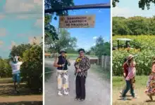 el campo que hizo brillar a tabasco; laberinto de girasoles