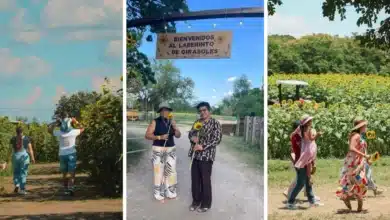 el campo que hizo brillar a tabasco; laberinto de girasoles