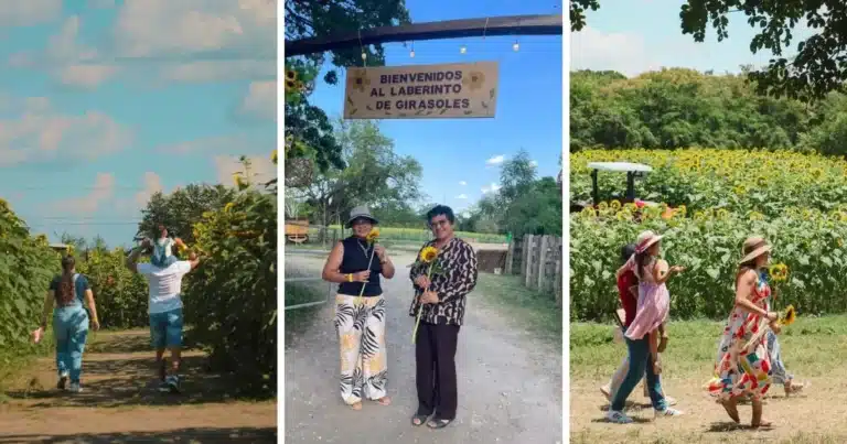 el campo que hizo brillar a tabasco; laberinto de girasoles