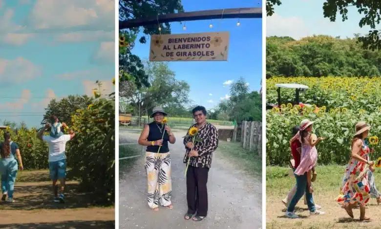 el campo que hizo brillar a tabasco; laberinto de girasoles