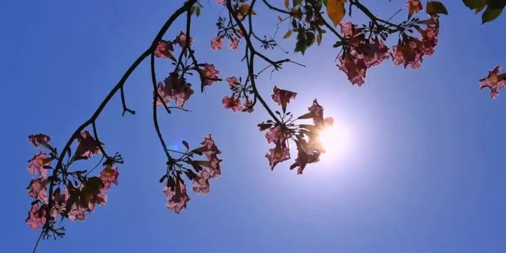 el termómetro aumentará a 42 grados y crece riesgo de incendios