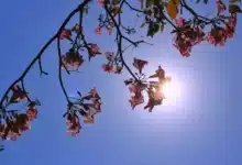 el termómetro aumentará a 42 grados y crece riesgo de incendios