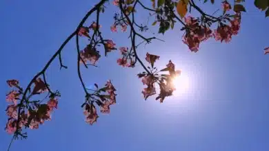 el termómetro aumentará a 42 grados y crece riesgo de incendios