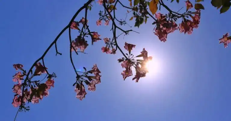 el termómetro aumentará a 42 grados y crece riesgo de incendios