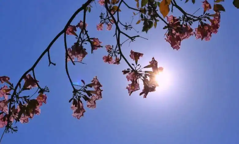 el termómetro aumentará a 42 grados y crece riesgo de incendios