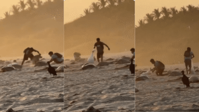 Video de saqueo de huevos de tortuga en Oaxaca, autoridades ya investigan (Foto de Río Oaxaca)