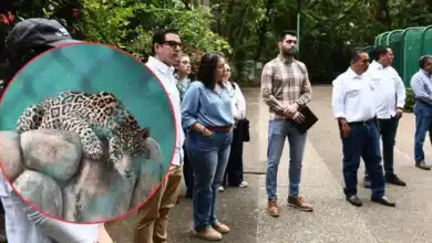 Parque del Museo: Autoridades certifican el bienestar animal en La Venta (Fotos de cortesía)