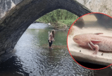 Niña de 10 años descubrió un ajolote en el puente Dipping Bridge (Foto de internet)