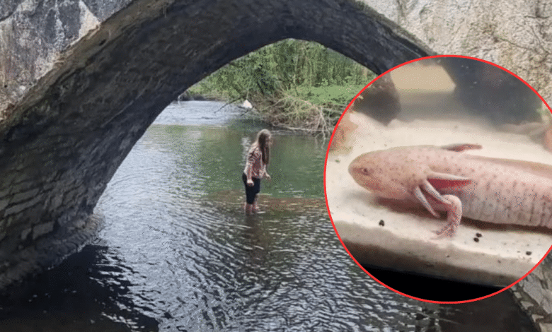 Niña de 10 años descubrió un ajolote en el puente Dipping Bridge (Foto de internet)