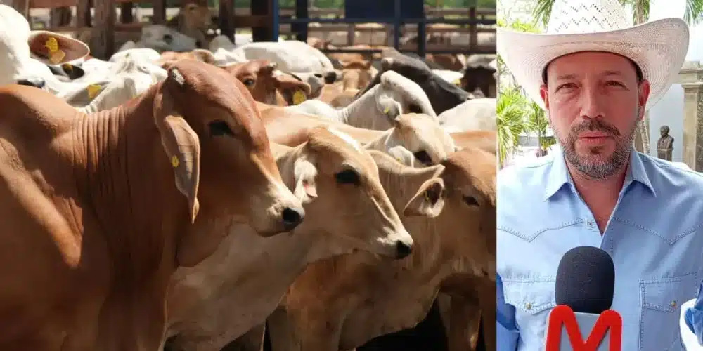 Ganadería tabasqueña recupera fuerza con programa Crédito a la Palabra