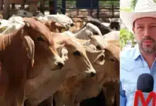 Ganadería tabasqueña recupera fuerza con programa Crédito a la Palabra