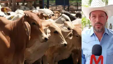 Ganadería tabasqueña recupera fuerza con programa Crédito a la Palabra