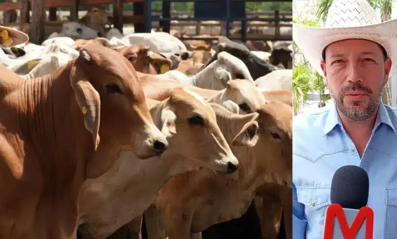 Ganadería tabasqueña recupera fuerza con programa Crédito a la Palabra