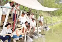 jonuteek protege a los gigantes del río