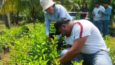 más de 60 productores listos para los desafíos de la feria tabasco 2026