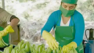 plátano extranjero hunde al campo tabasqueño