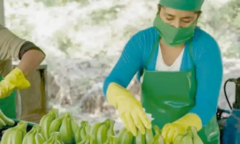 plátano extranjero hunde al campo tabasqueño