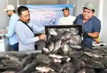 productores de tabasco tomarán la central de abasto