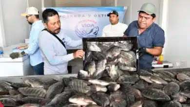 productores de tabasco tomarán la central de abasto